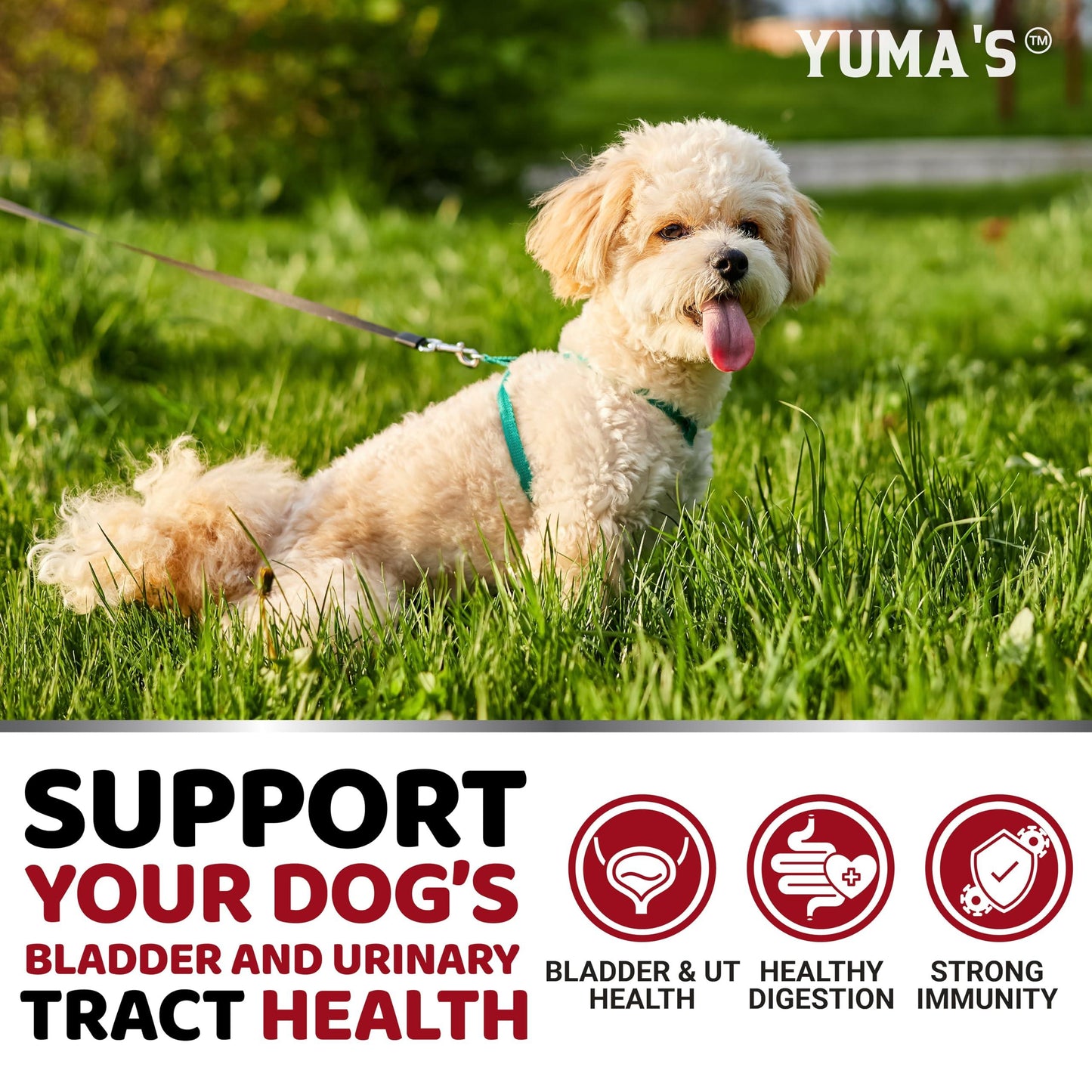 Dog UTI Treatment 170 Treats Cranberry Supplement for Dogs Bladder Control for Dogs Dog Urinary Tract Infection Treatment UTI Medicine for Dogs Multivitamin Dog Vitamins and Supplements