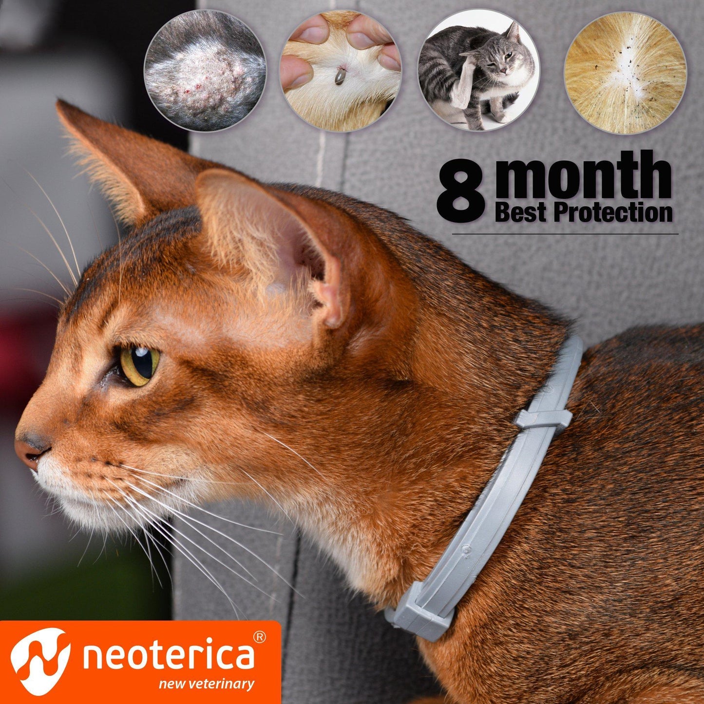 Natural Flea & Tick Collar for Cats   6 Months Control of Best Prevention & Safe Treatment   Anti Fleas and Ticks Essential Oil Repellent (1 Pack)